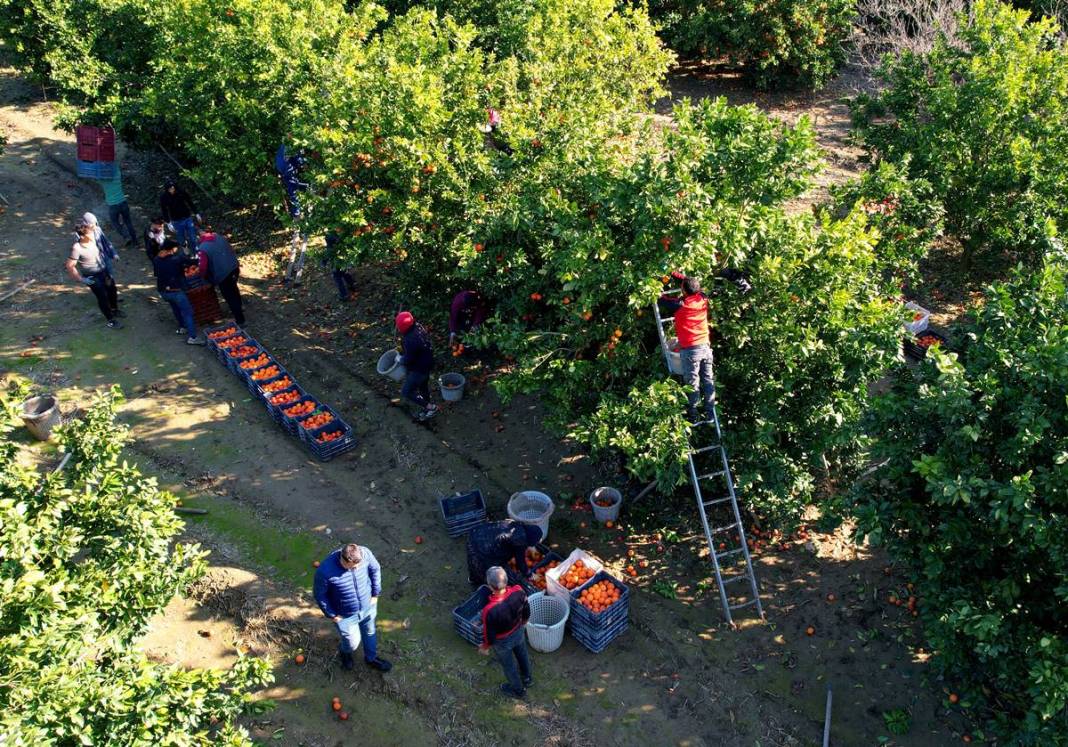 Bu portakal kan ağlıyor: Kilosu 12 TL! Yurt dışından yoğun talep görüyor 17